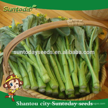 Suntoday Asian vegetable comprar semillas orgánicas en línea F1 home garden Organic choysum semillas de colza semillas para invernadero (39001)